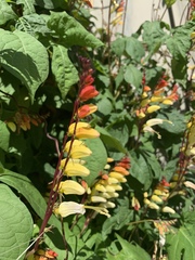 Ipomoea lobata