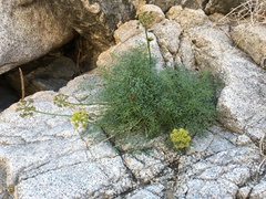 Cymopterus panamintensis acutifolius