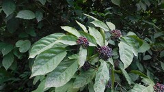 Dendropanax arboreus