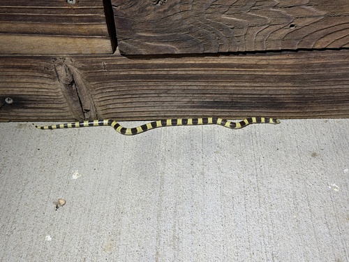 iNaturalist observation photo of Mojave Shovelnose Snake