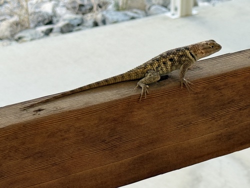 iNaturalist observation photo of Desert Spiny Lizard