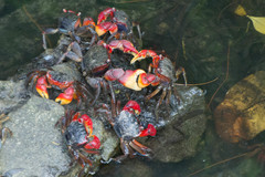 Neosarmatium meinerti
