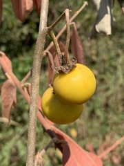 Solanum campylacanthum image