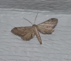 Euacidalia brownsvillea
