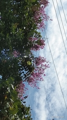 Lagerstroemia speciosa