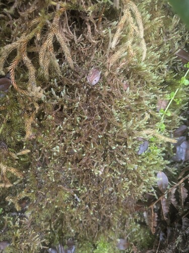 Syzygiella eatonii observed 2025-06-19