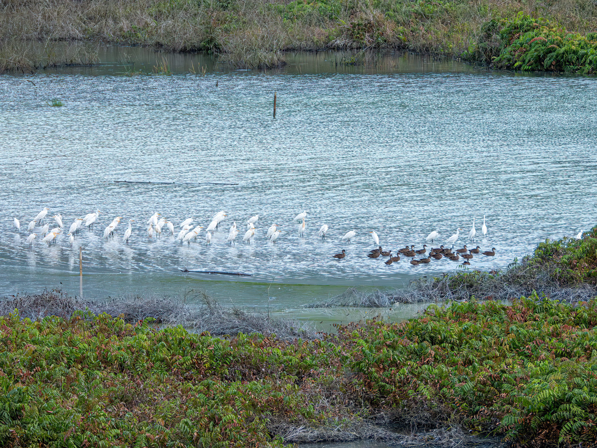 Sunda Teal (Anas gibberifrons), photo 9