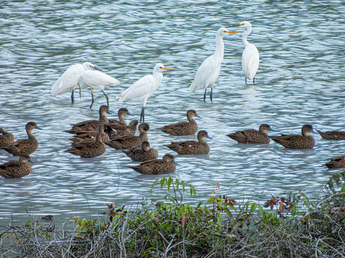 Sunda Teal (Anas gibberifrons), photo 4