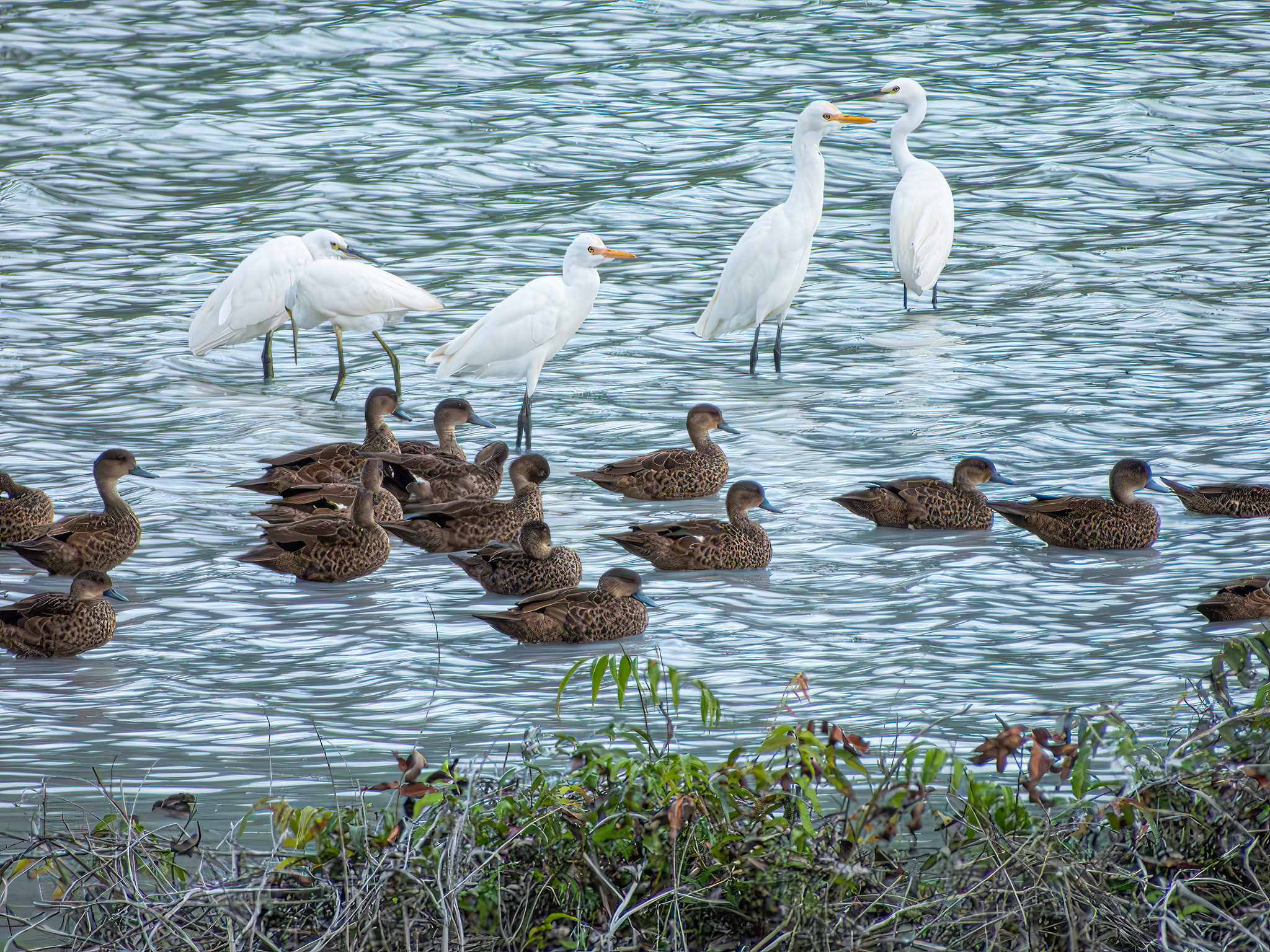 Sunda Teal (Anas gibberifrons), photo 8