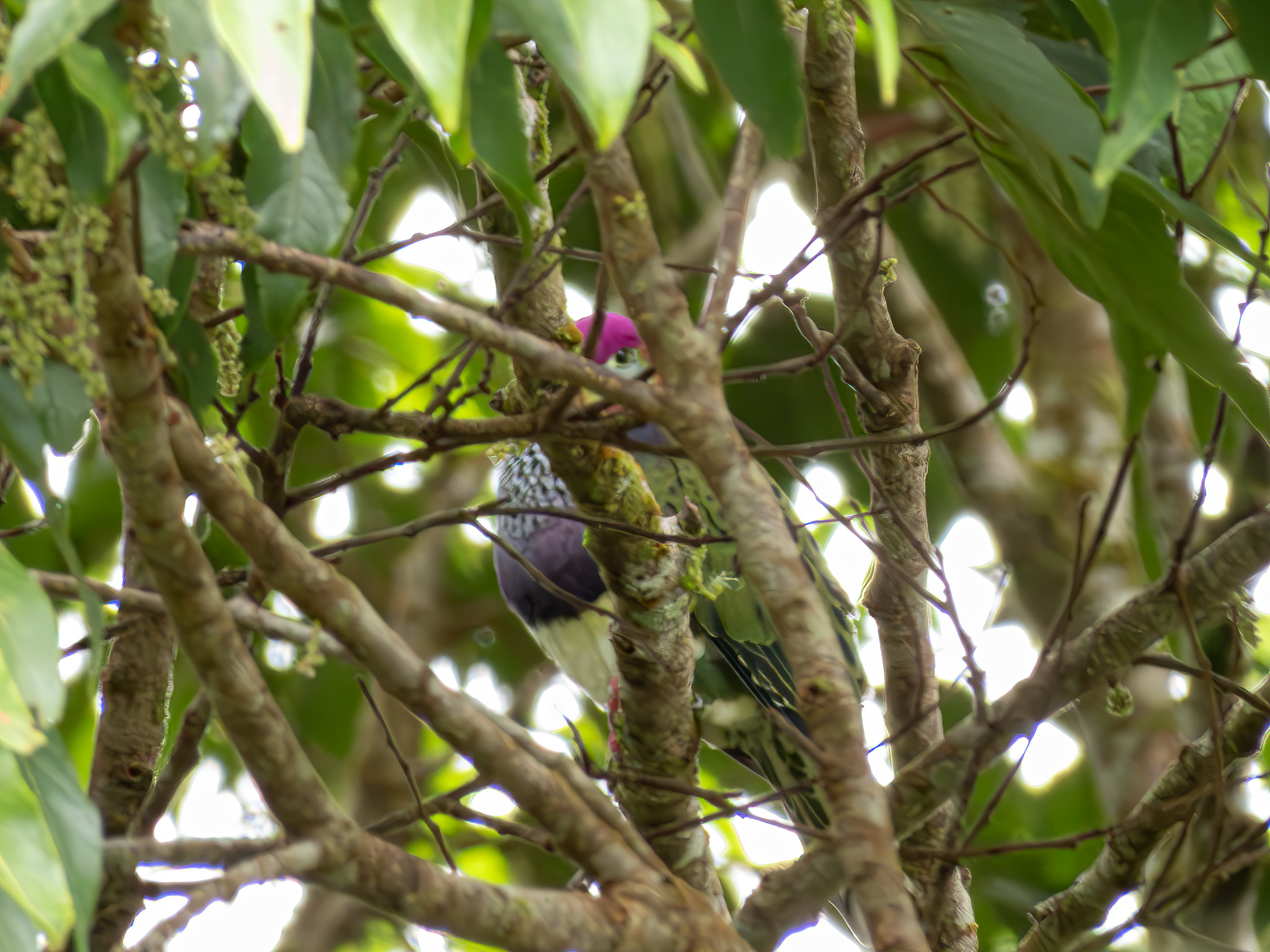 Superb Fruit Dove (Ptilinopus superbus), photo 3