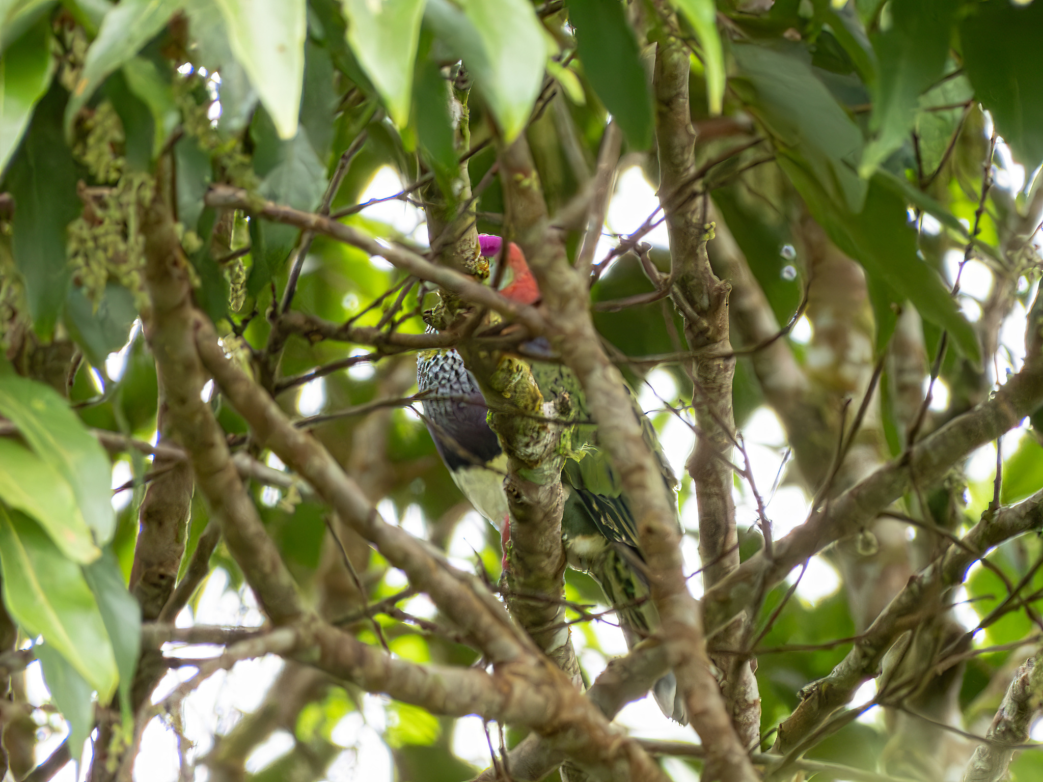 Superb Fruit Dove (Ptilinopus superbus), photo 4