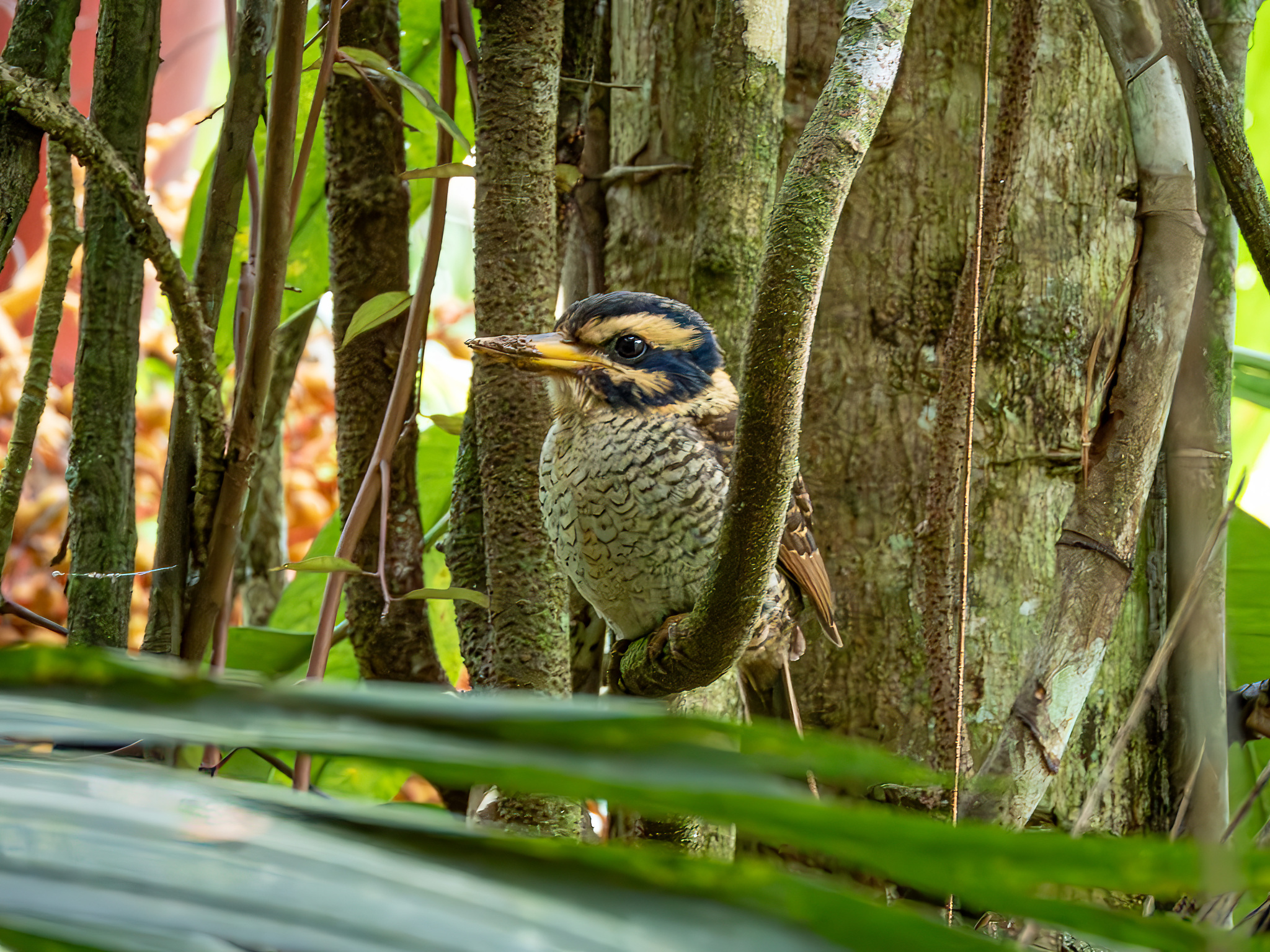 Scaly-breasted Kingfisher (Actenoides princeps), photo 1