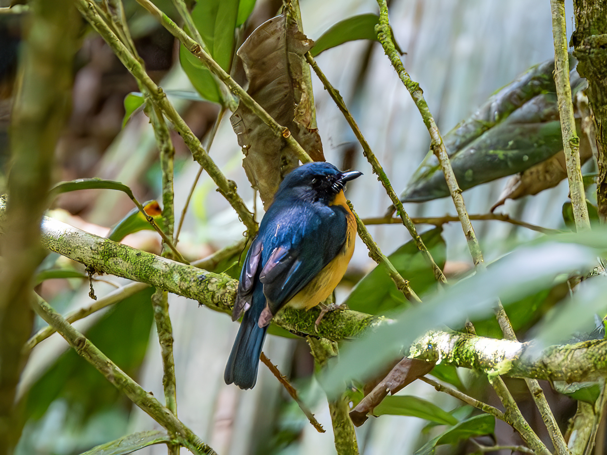 Sulawesi Blue Flycatcher (Cyornis omissus), photo 3