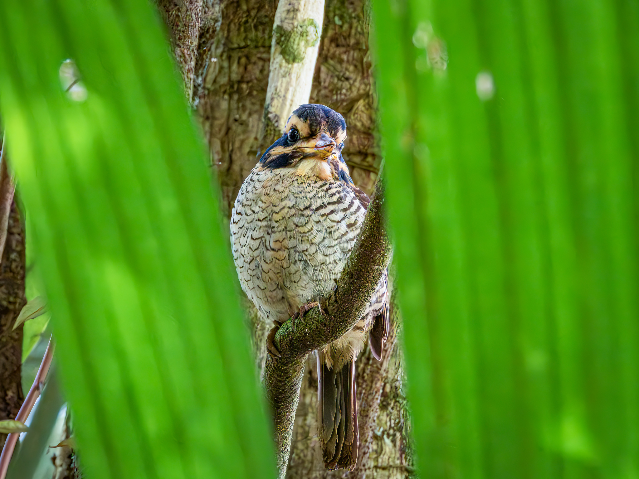 Scaly-breasted Kingfisher (Actenoides princeps), photo 2