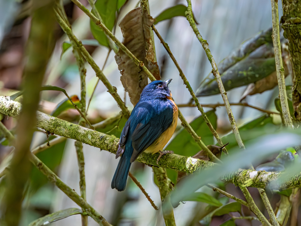 Sulawesi Blue Flycatcher (Cyornis omissus)
