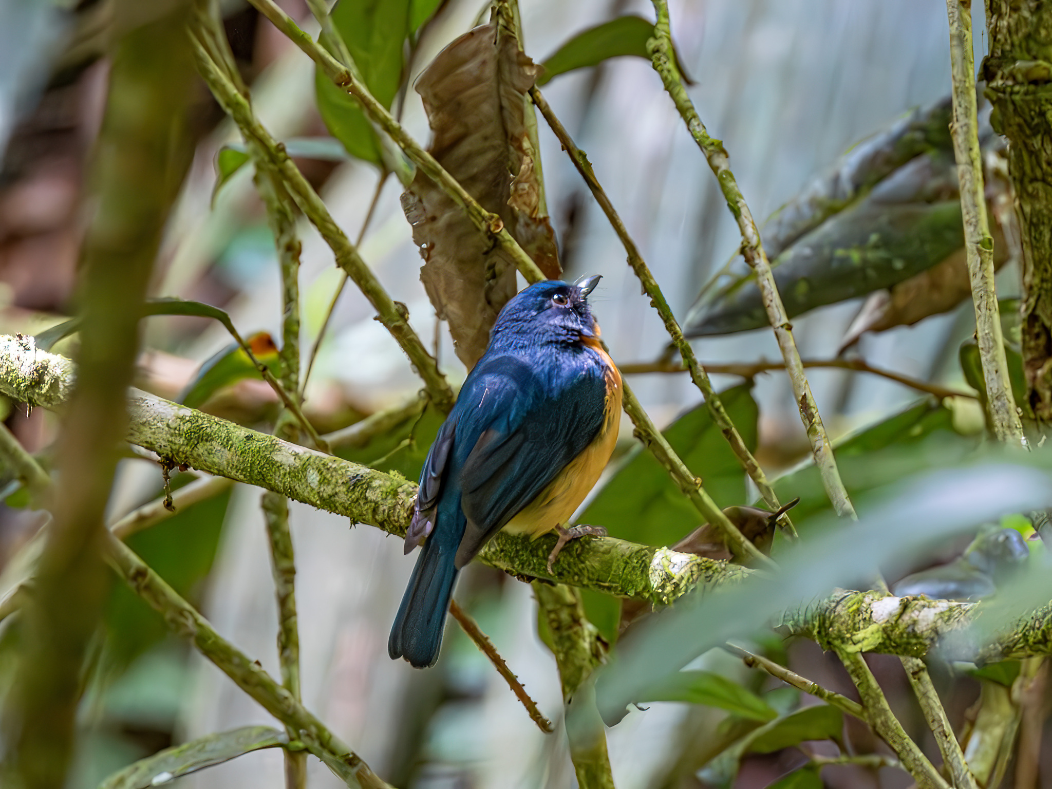 Sulawesi Blue Flycatcher (Cyornis omissus), photo 2