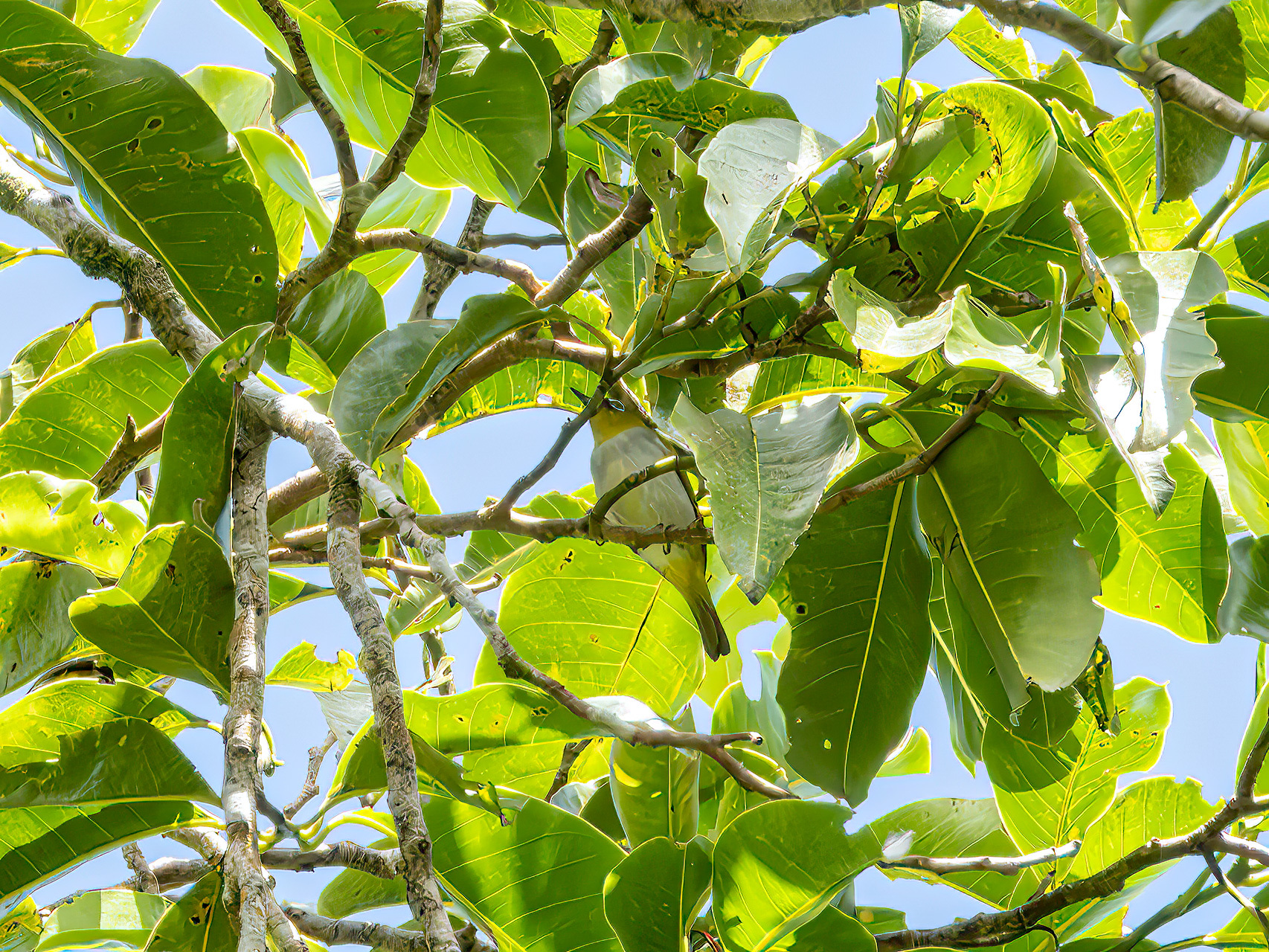 Black-crowned White-eye (Zosterops atrifrons), photo 2
