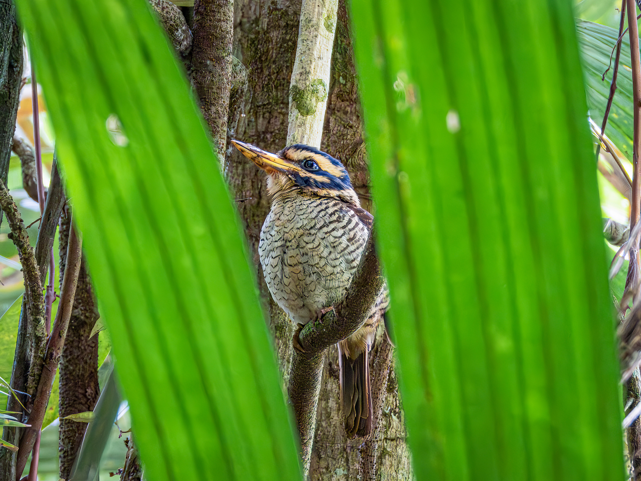 Scaly-breasted Kingfisher (Actenoides princeps), photo 3