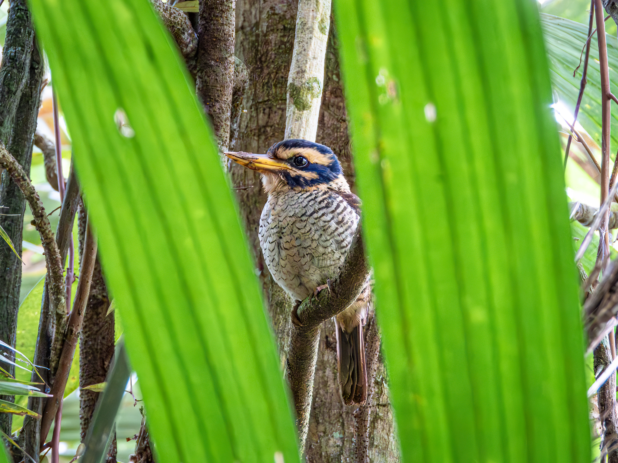 Scaly-breasted Kingfisher (Actenoides princeps), photo 4