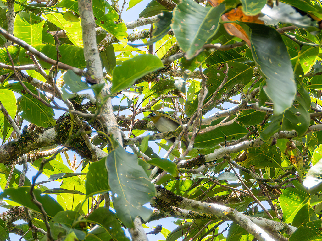 Black-crowned White-eye (Zosterops atrifrons)