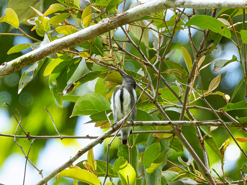 Crimson-crowned Flowerpecker (Dicaeum nehrkorni), photo 2