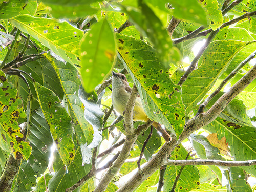 Sulphur-vented Whistler (Pachycephala sulfuriventer)