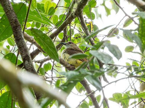 Sulphur-vented Whistler (Pachycephala sulfuriventer), photo 2