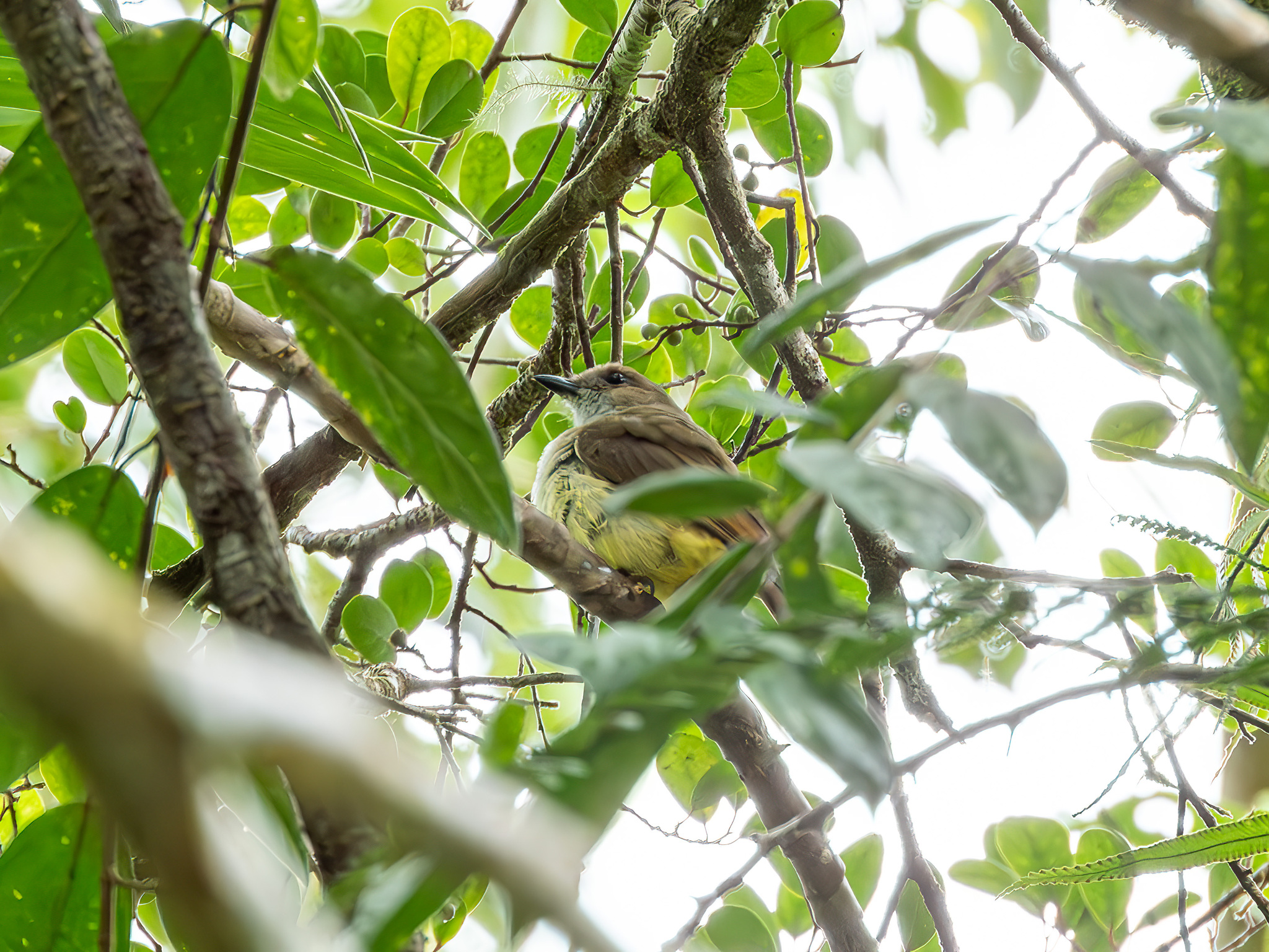 Sulphur-vented Whistler (Pachycephala sulfuriventer), photo 2