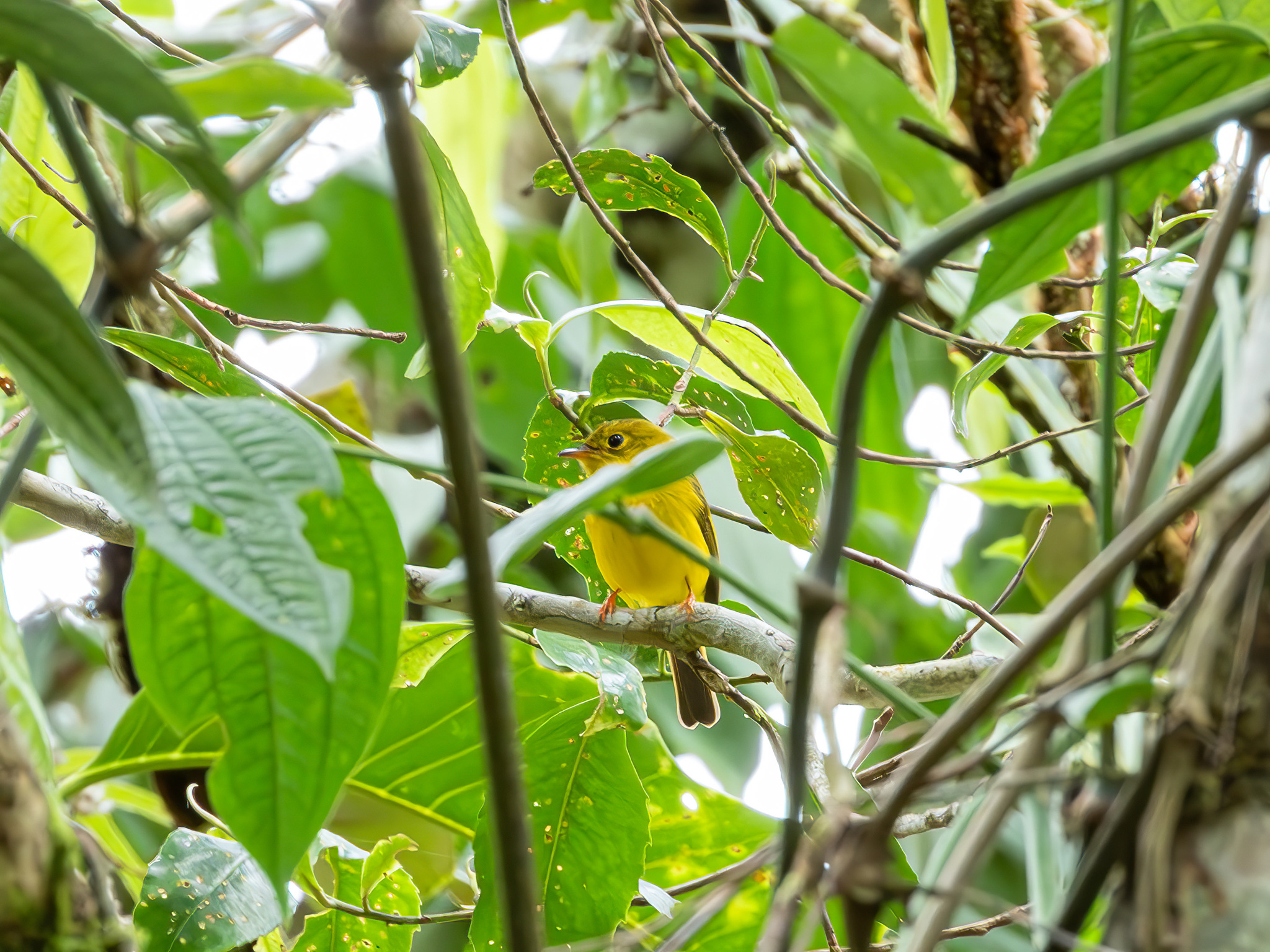 Citrine Canary-flycatcher (Culicicapa helianthea), photo 7