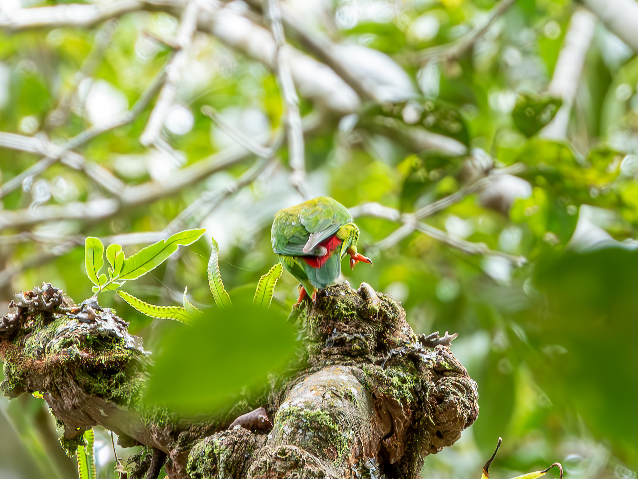 Great Hanging Parrot (Loriculus stigmatus), photo 7