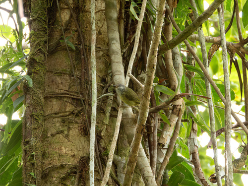 Sulawesi Heleia (Heleia squamiceps), photo 7