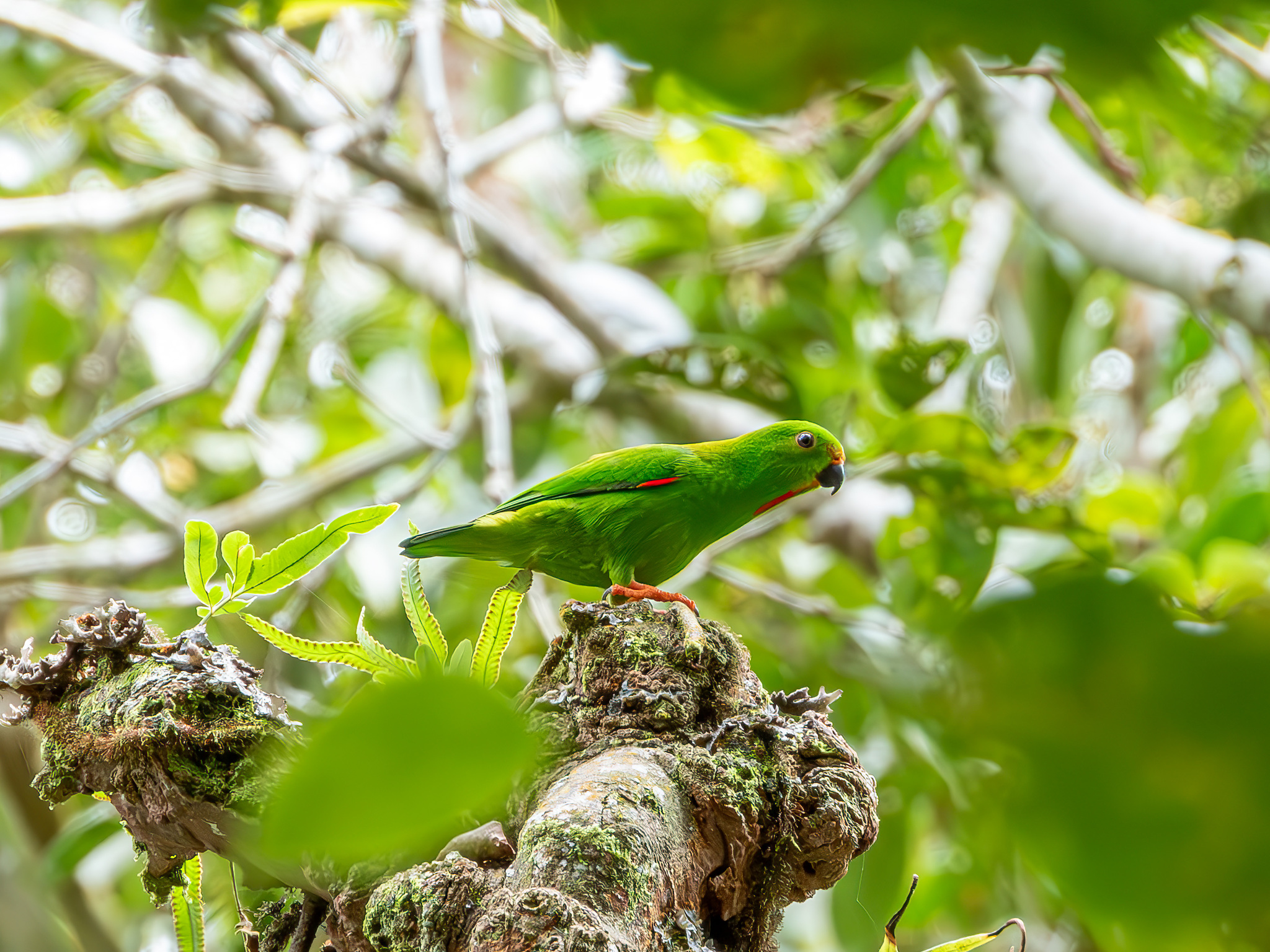 Great Hanging Parrot (Loriculus stigmatus), photo 6