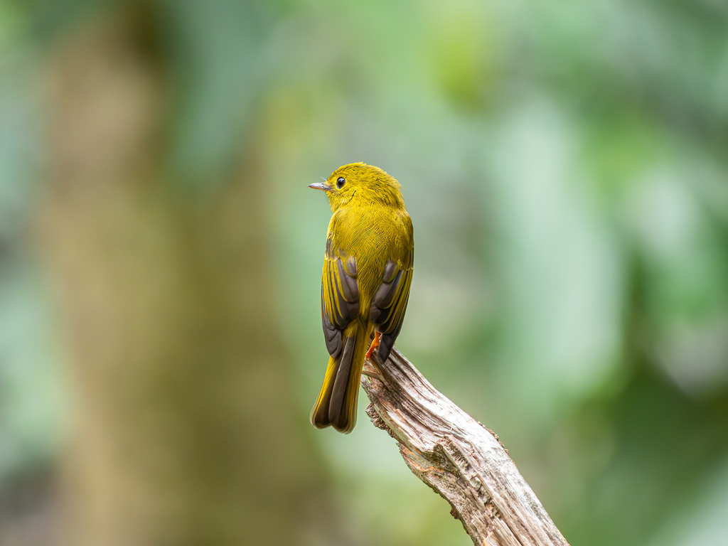 Citrine Canary-Flycatcher (Culicicapa helianthea)