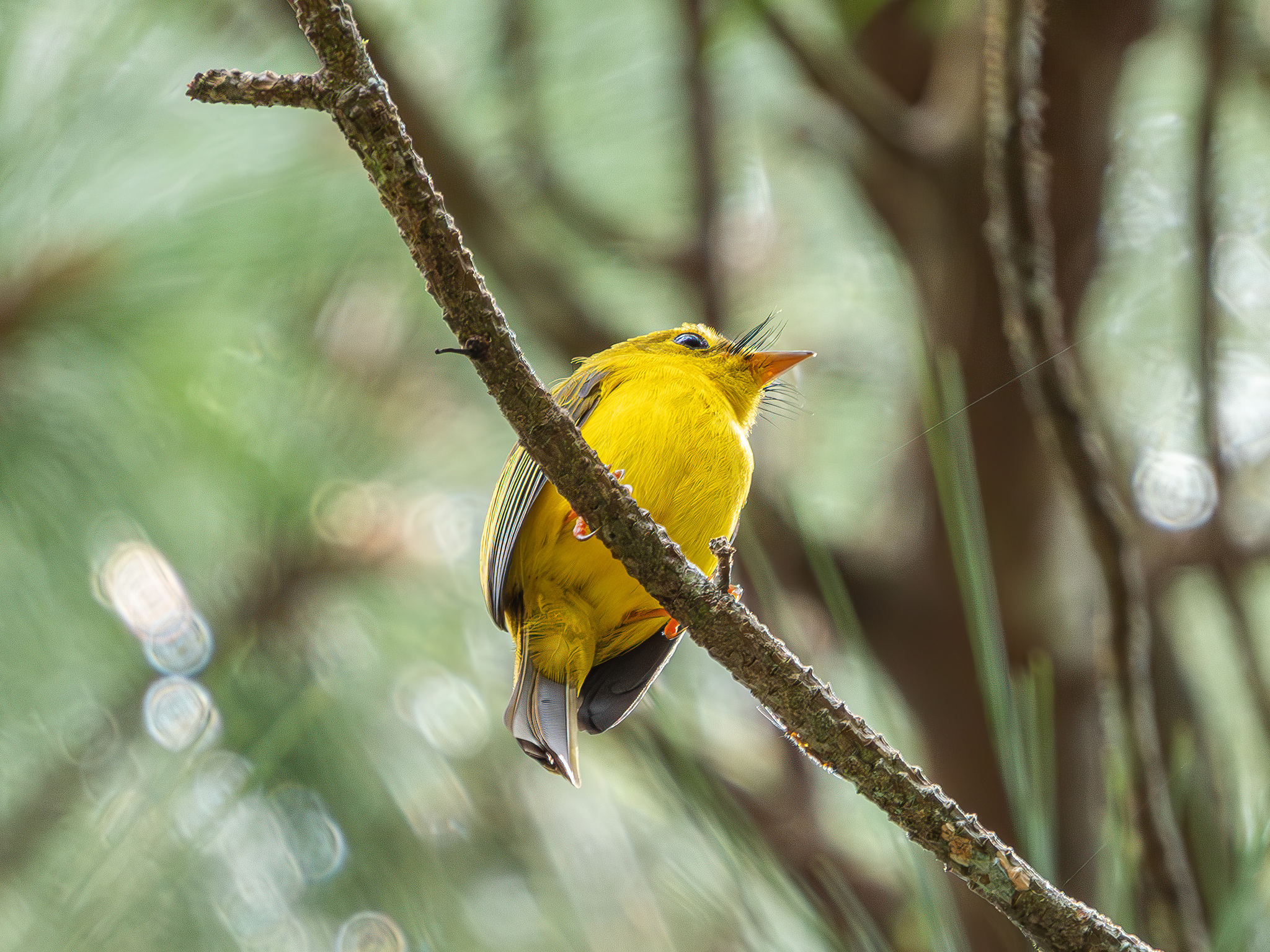 Citrine Canary-flycatcher (Culicicapa helianthea), photo 6