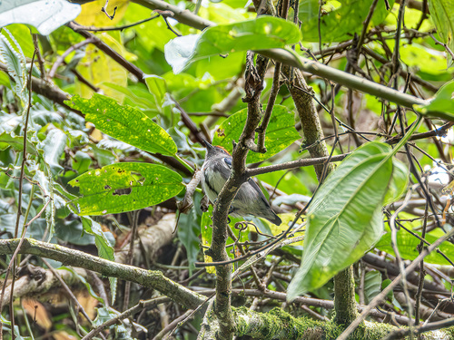 Crimson-crowned Flowerpecker (Dicaeum nehrkorni)