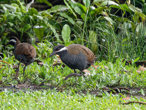 Barred Rail (Gallirallus torquatus), photo 6