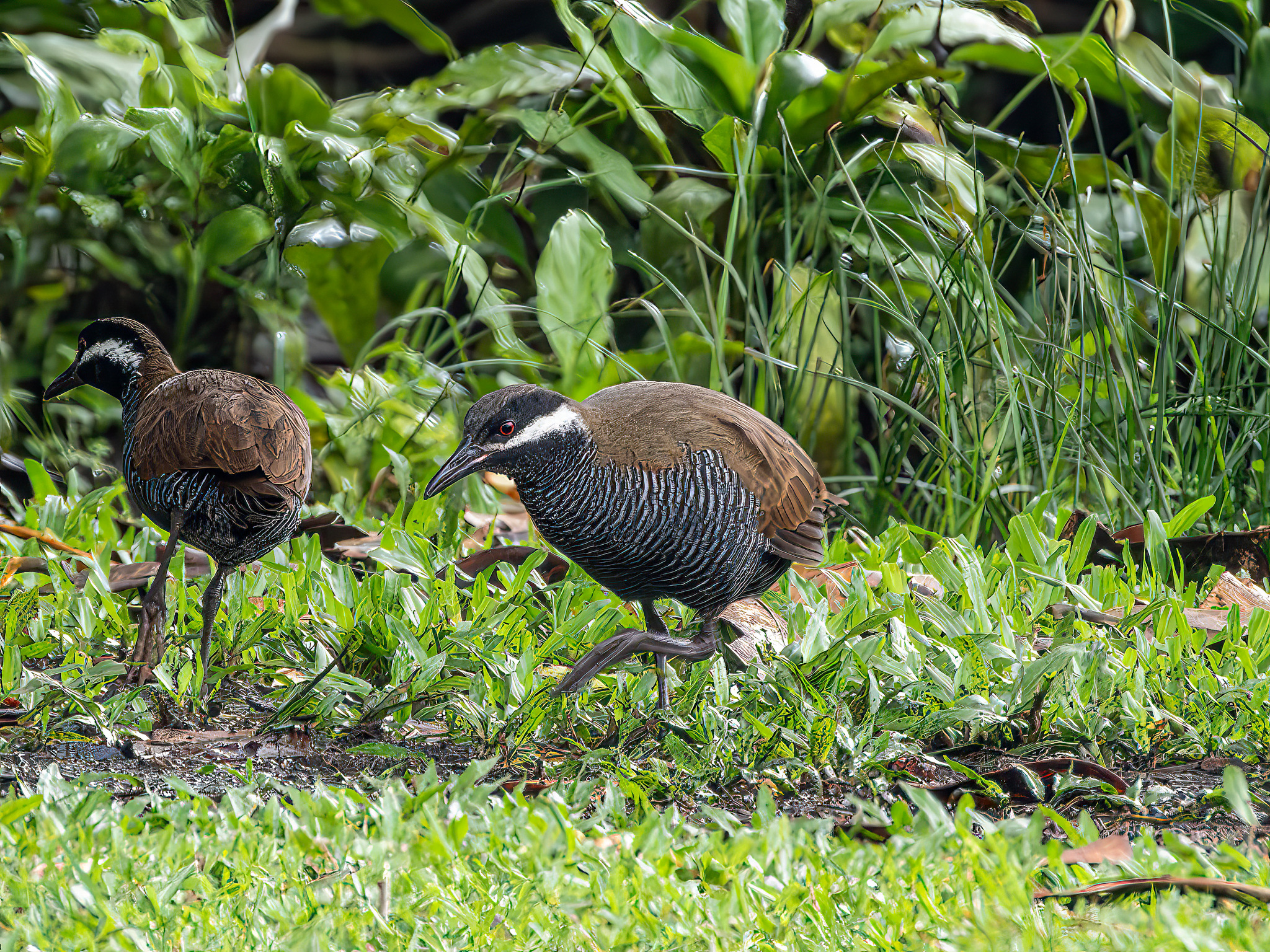 Barred Rail (Gallirallus torquatus), photo 5