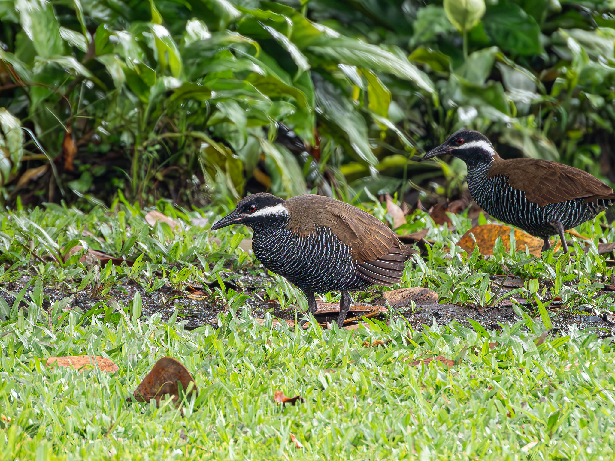 Barred Rail (Gallirallus torquatus), photo 4