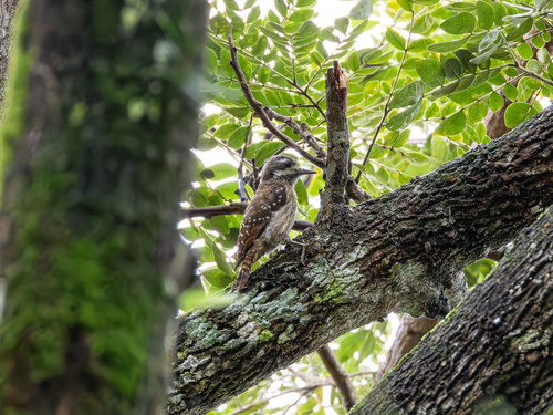 Sulawesi Pygmy Woodpecker (Yungipicus temminckii), photo 3