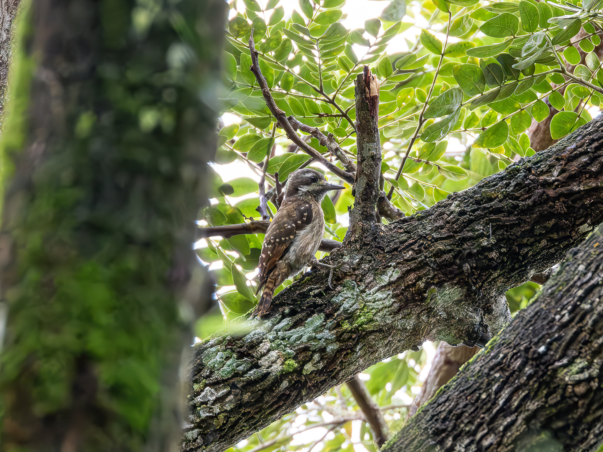 Sulawesi Pygmy Woodpecker (Yungipicus temminckii), photo 5
