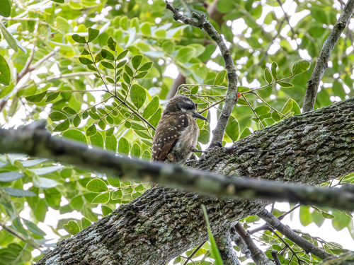 Sulawesi Pygmy Woodpecker (Yungipicus temminckii), photo 4