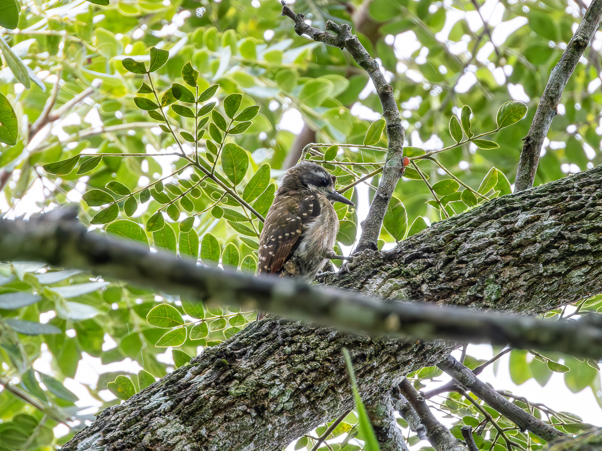 Sulawesi Pygmy Woodpecker (Yungipicus temminckii), photo 6