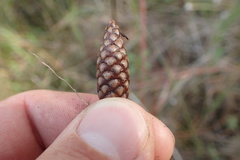 Xyris laxifolia iridifolia