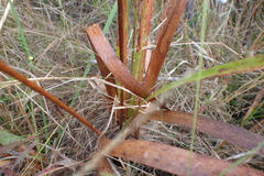 Xyris laxifolia iridifolia