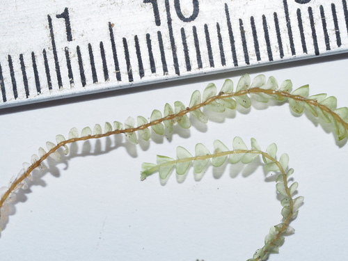 Syzygiella eatonii