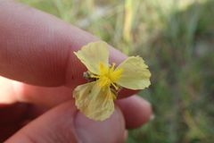 Xyris ambigua