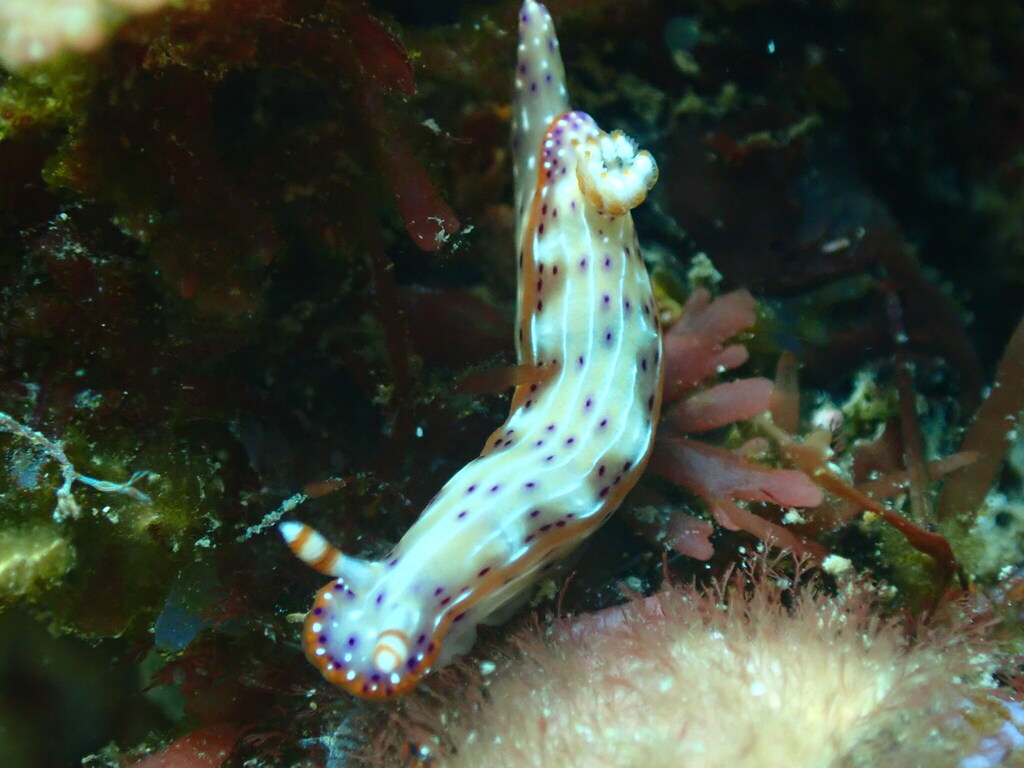 Double-banded Split-tooth Dorid
