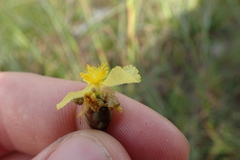 Xyris ambigua