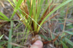 Xyris ambigua