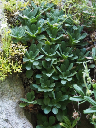 Primula allionii, photograph 3